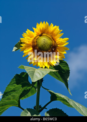 Sonnenblume gegen strahlend blauen Himmel Stockfoto