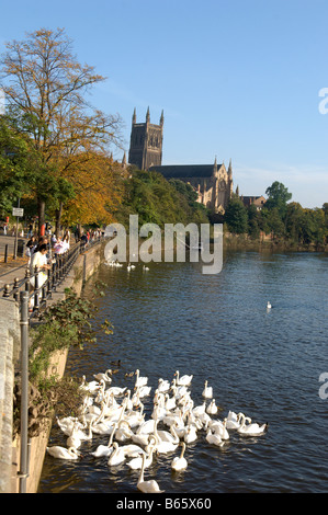 Ansicht des Flusses Severn in Richtung Worcester Kathedrale, Worcester, UK. Stockfoto