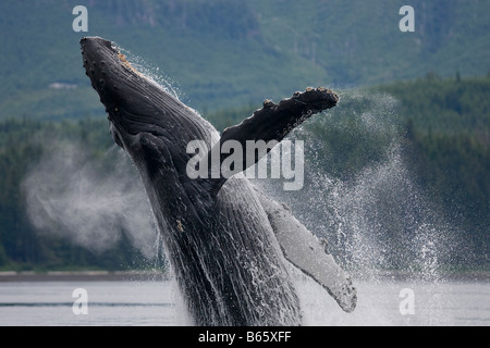 USA Alaska Tongass National Forest Buckelwal Impressionen Novaengliae Verletzung in Frederick Sound Stockfoto
