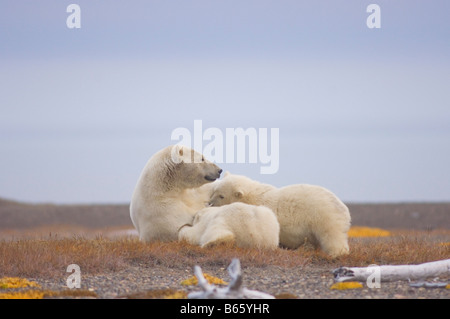 Eisbär Ursus Maritimus Sau Krankenpflege ihre Jungen auf Bernard Spit, während sie darauf, für den Herbst warten Einfrieren Stockfoto