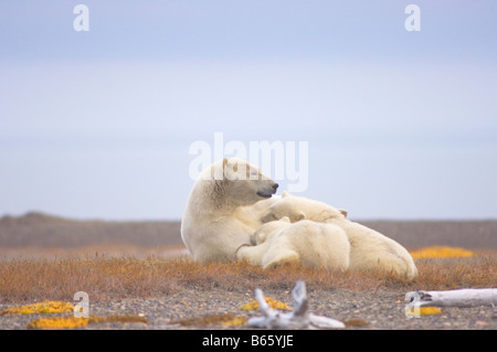 Eisbär Ursus Maritimus Sau Krankenpflege ihre Jungen auf Bernard Spit, während sie darauf, für den Herbst warten Einfrieren Stockfoto