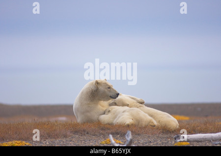 Eisbär Ursus Maritimus Sau mit jungen auf Bernard Spit ruhen, während sie darauf, für den Herbst warten Einfrieren Stockfoto