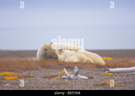 Eisbär Ursus Maritimus Sau mit jungen auf Bernard Spit ruhen, während sie darauf, für den Herbst warten Einfrieren Stockfoto