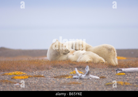 Eisbär Ursus Maritimus Sau mit jungen auf Bernard Spit ruhen, während sie darauf, für den Herbst warten Einfrieren Stockfoto