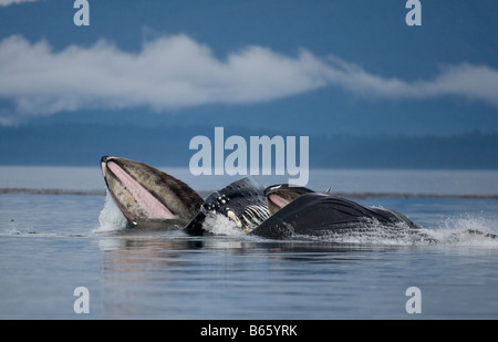 USA Alaska Buckelwale Impressionen Novaengliae offene Münder und Longe bei der Blase net Fütterung auf Schulen von Hering Stockfoto