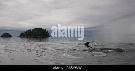 USA Alaska Buckelwal Impressionen Novaengliae heben seine Rute beim Tauchen in Frederick Sound am Sommermorgen Stockfoto