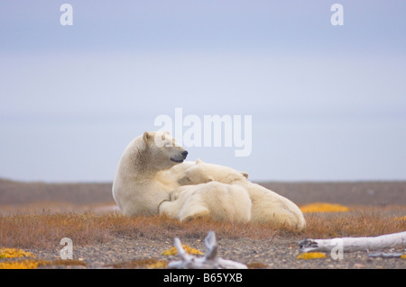 Eisbär Ursus Maritimus Sau Krankenpflege ihre Jungen auf Bernard Spit, während sie darauf, für den Herbst warten Einfrieren Stockfoto