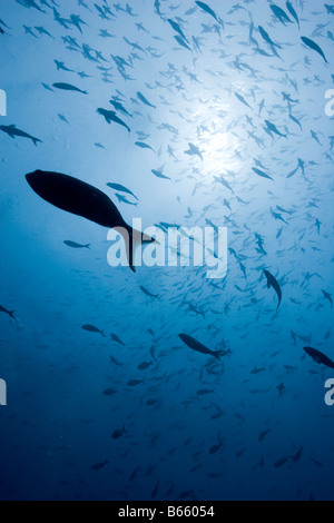 Ecuador Galapagosinseln Darwin Insel Unterwasserblick tropische Fischschwärme Stockfoto