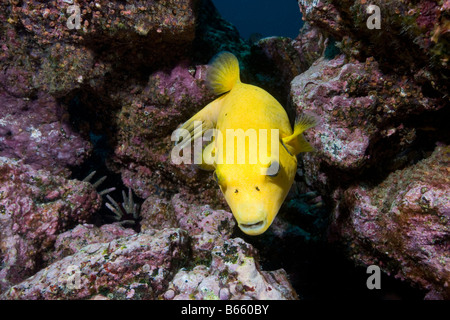 Ecuador Galapagosinseln Nationalpark Isabella Insel Unterwasserblick Golden zum Kugelfisch Arothron meleagris Stockfoto