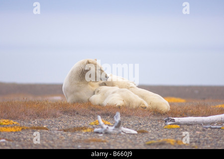 Eisbär Ursus Maritimus Sau mit jungen auf Bernard Spit ruhen, während sie darauf, für den Herbst warten Einfrieren Stockfoto