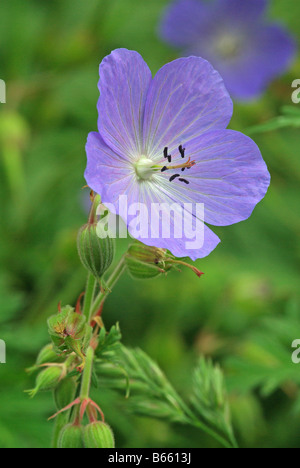 Wiesen-Storchschnabel, Geranium Pratense. Stockfoto