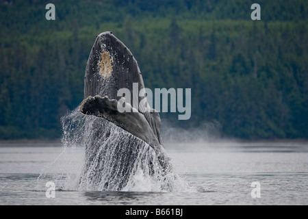 USA Alaska Tongass National Forest Buckelwal Impressionen Novaengliae Verletzung in Frederick Sound Stockfoto