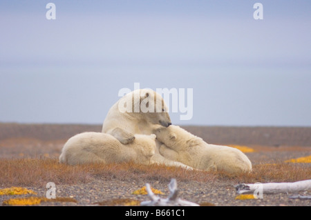 Eisbär Ursus Maritimus Sau Krankenpflege ihre Jungen auf Bernard Spit, während sie darauf, für den Herbst warten Einfrieren Stockfoto