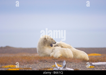 Eisbär Ursus Maritimus Sau Krankenpflege ihre Jungen auf Bernard Spit, während sie darauf, für den Herbst warten Einfrieren Stockfoto