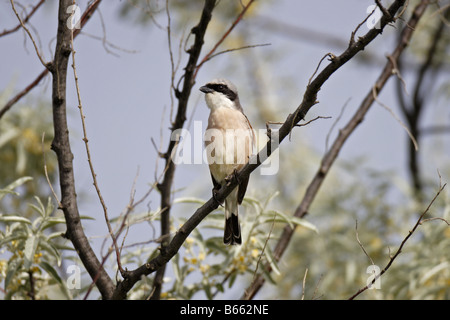 Neuntöter Männchen Rotrückenwürger Lanius Collurio Red Backed Shrike männlich Stockfoto