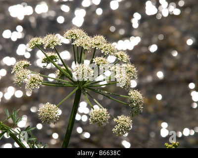 Hemlock Wasser asiatische Knighton Powys-Mid-Wales Stockfoto