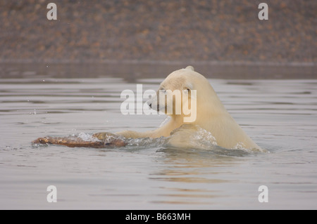 Eisbär Ursus maritimus Jungtier spielt mit einem Stück Treibholz entlang Bernard Sandspit, Arctic National Wildlife Refuge, Beaufort Sea, Alaska Stockfoto