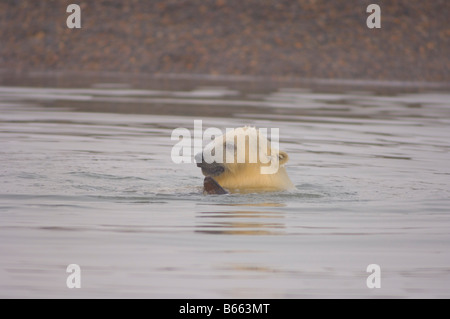 Eisbär Ursus maritimus Jungtier spielt mit einem Stück Treibholz entlang Bernard Sandspit, Arctic National Wildlife Refuge, Beaufort Sea, Alaska Stockfoto