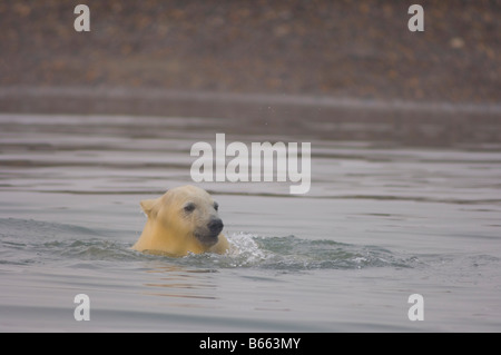 Eisbär Ursus maritimus Jungtier spielt mit einem Stück Treibholz entlang Bernard Sandspit, Arctic National Wildlife Refuge, Beaufort Sea, Alaska Stockfoto