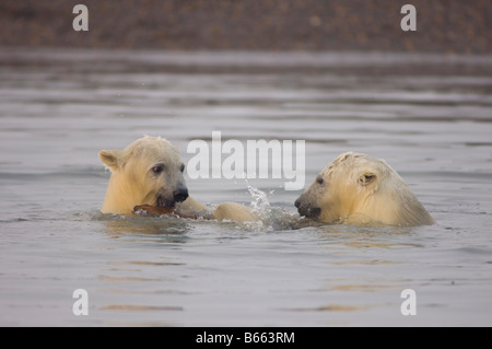 Eisbär, Ursus maritimus, Jungen spielen mit einem Stück Treibholz entlang Bernard Sandspit, Arctic National Wildlife Refuge, Beaufort Sea, Alaska Stockfoto