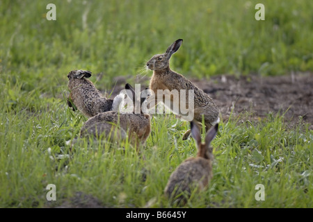 Hase Feldhase Lepus Europaeus Hase Kaninchen Stockfoto