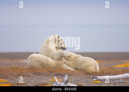 Eisbär Ursus Maritimus Sau Krankenpflege ihre Jungen auf Bernard Spit, während sie darauf, für den Herbst warten Einfrieren Stockfoto
