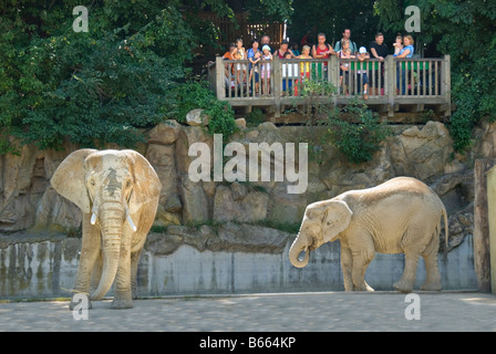 Afrikanischer Bush Elefant (Loxodonta Africana), Besucher, Plattform, Zoo Schönbrunn, Wien, Österreich, Europa Stockfoto