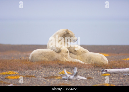 Eisbär Ursus Maritimus Sau Krankenpflege ihre Jungen auf Bernard Spit, während sie darauf, für den Herbst warten Einfrieren Stockfoto