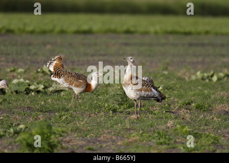 Großtrappe Otis Tarda Großtrappe Stockfoto