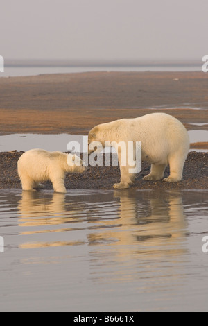 Eisbär Ursus maritimus Sau ruht auf einem Kiesbalken, während ihre Jungen im Wasser spielen Bernard Sandspit, Arctic National Wildlife Refuge, Beaufort Sea Stockfoto