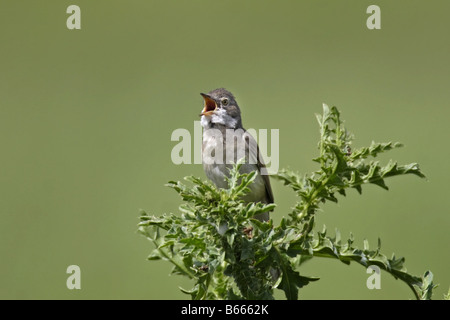 Dorngrasmücke Sylvia Communis Whitethroat Stockfoto