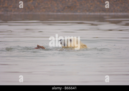 Eisbär Ursus maritimus Jungtier spielt mit einem Stück Treibholz entlang Bernard Sandspit, Arctic National Wildlife Refuge, Beaufort Sea, Alaska Stockfoto