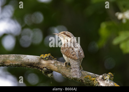 Wendehals Jynx Torquilla Wendehals Specht Stockfoto