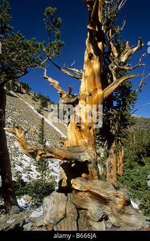 Antike Bristle Cone Kiefer Great Basin National Park Nevada USA