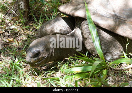 Seltenen Aldabra Schildkröten (Geochelone Gigantea) Fütterung auf Ile Aux Aigrettes, Mauritius. Stockfoto