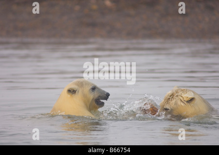 Eisbär, Ursus maritimus, Jungen spielen mit einem Stück Treibholz entlang Bernard Sandspit, Arctic National Wildlife Refuge, Beaufort Sea, Alaska Stockfoto