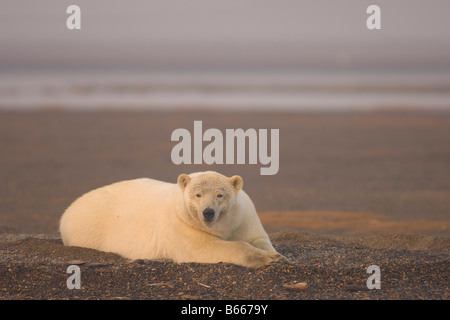 Eisbär Ursus Maritimus Erwachsenen Sau liegt an einer Kiesbank auf Bernard spucken Arctic National Wildlife Refuge Alaska Stockfoto