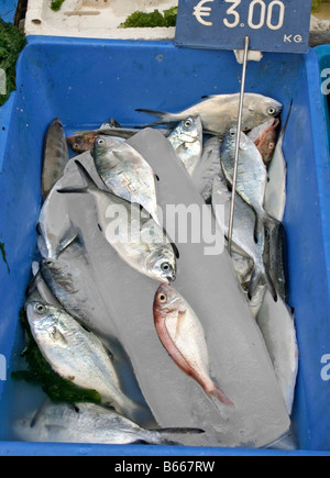 Fisch zum Verkauf in La Pignasecca Straßenmarkt in Montesanto, am westlichen Rand von Neapel Centro Storico Stockfoto