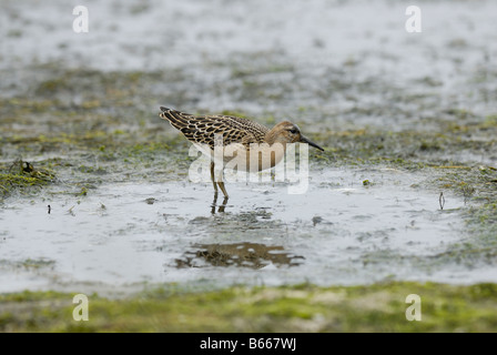 Eine weibliche Kampfläufer (Philomachus Pugnax) Stockfoto