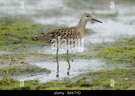 Eine weibliche Kampfläufer (Philomachus Pugnax) Stockfoto