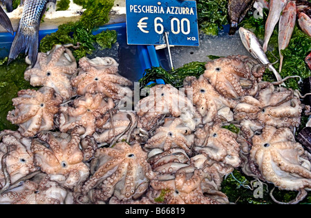 Oktopus zum Verkauf in La Pignasecca Straßenmarkt in Montesanto, am westlichen Rand von Neapel Centro Storico Stockfoto