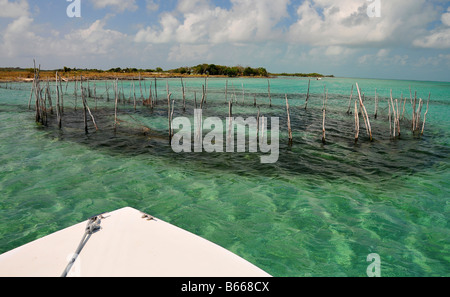 Eine alte Fischfalle auf den Flats von Belize ist ein guter Ort für Lebendköder Riffen in der Nähe von Cayo Espanto auf Ambergris Caye Fischen zu überprüfen. Stockfoto