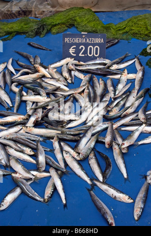 Sardinen zum Verkauf in La Pignasecca Straßenmarkt in Montesanto, am westlichen Rand von Neapel Centro Storico Stockfoto