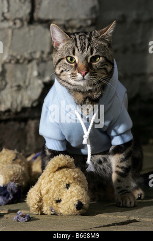 Katze tragen blaue hoodie Stockfoto