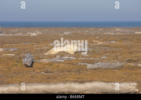 Eisbär Ursus Maritimus große Männchen Rest zusammen auf Bernard Spit, während sie darauf, für den Herbst warten Einfrieren Stockfoto