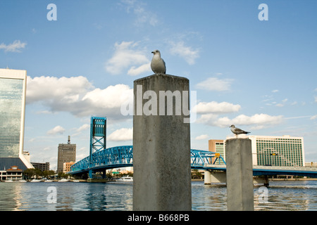 Möwe stehend auf einem Zement häufen am Fluss in von der Main Street Brücke gegenüber der Stadt Jacksonville Florida Stockfoto