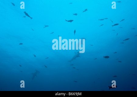 Ecuador Galapagos-Inseln Darwin Insel Unterwasser-Blick von Hammerhead Sharks Sphyrna lewinii Stockfoto