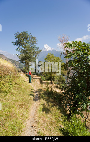 Fischschwanz Berg- und trekking von den Modi Flusstal nach Ghandruk Dorf im Bereich von Annapurna im Himalaya Felder Stockfoto