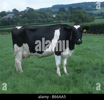 Friesische Art Holstein Friesian Kühe Gras Devon Stockfoto