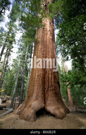 Redwood-Baum-Stamm Stockfoto
